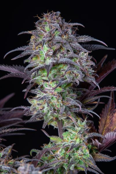 Samen 3x Original Blueberry Automatik Fast Buds